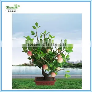 Artificial Mini Led Bonsai Tree, LED Tree With Best Price for You thumbnail-1