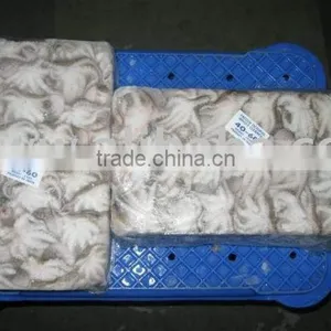 Frozen Baby Octopus thumbnail-1