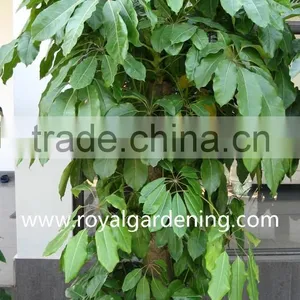 Schefflera (Schefflera Actinophylla) Shrub Trees thumbnail-2