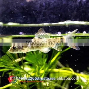 Garra Rufa / Doctor Fish for Sale and Export From Thailand thumbnail-5
