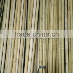 45~55in Diameter Big Bamboo Poles thumbnail-1
