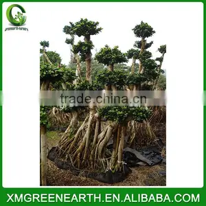 Ficus Microcarpa Bonsai 3m (1) thumbnail-1
