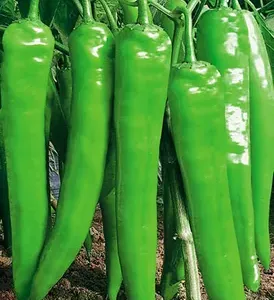 Hot Pepper Seed Hybrid F1 Shp075 thumbnail-1