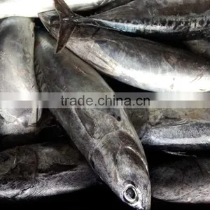Auxis Thazard Tuna for Can for Bait thumbnail-4