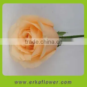 Hot Sale Antirrhinum Rose Seedlings thumbnail-2