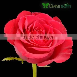 Top Secret Rose thumbnail-1