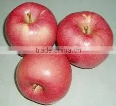 Chinese Fresh Sweet Red Star Apple With Good Quality thumbnail-1