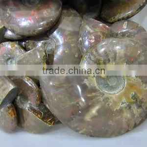 High Quality Conch Fossil Stone for Home Decoration thumbnail-1