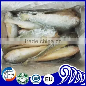 Croaker Fish Seafood Frozen Yellow Croaker Fish Promoting Price thumbnail-1