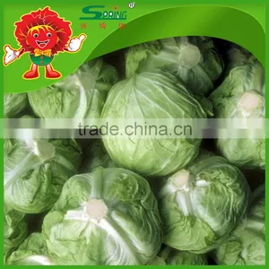 Green Cabbage for Sale/fresh Cabbage Grade A Ceramic Cabbage thumbnail-4