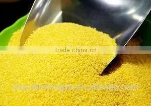 Glutinous Millet thumbnail-2