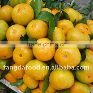 Chinese Fresh Sugar Mandarin Orange thumbnail-1