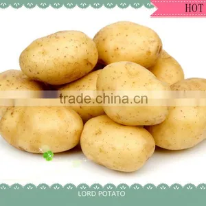 FRESH POTATO CROP 2014 thumbnail-1