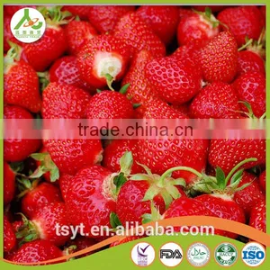 Price For IQF Frozen Strawberry M13, Honey thumbnail-3