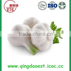Top Quality Factory Price Fresh White Garlic thumbnail-1