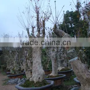 Lagerstroemia Indica L. Bonsai thumbnail-2