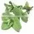 Wholesale 100% Pure Natural Peppermint Oil thumbnail-6
