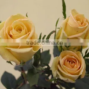 Wholesale Fresh Cut Flower Rose Plants of Various Colors thumbnail-2