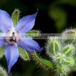 High Quality and Reasonable Price of Borage Carrier Oil thumbnail-1