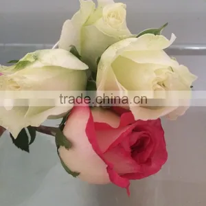Fresh Cut Flower Varieties Fresh Rose Flowers Hot Selling thumbnail-3