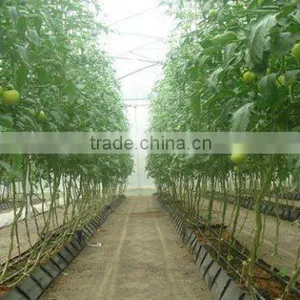 Glass Greenhouse-1 thumbnail-6