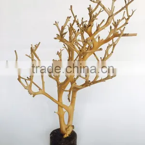 Natural Unique Branches + Rasin Base Decorative Aquarium Ornament thumbnail-4