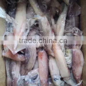Frozen Whole Round Squid Todarodes Pacificus thumbnail-3