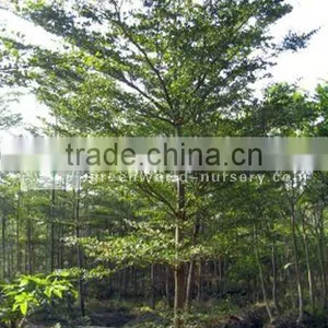 Terminalia Mantaly Outdoor Trees thumbnail-1