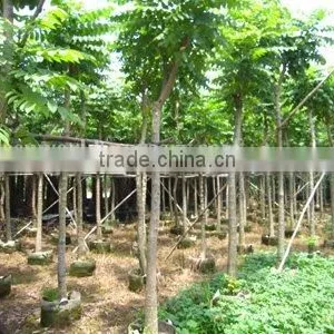 Spathodea Campanulata Nursery thumbnail-1