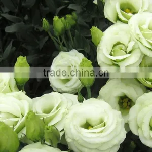 Professional High Quality Fresh Cut Flowers Multicolor Eustoma Flower Bulk Sale From Yunnan,China thumbnail-4