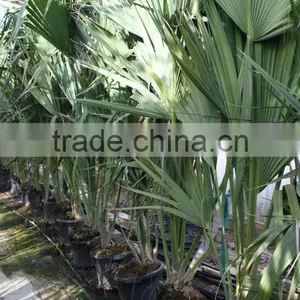 Sabal Causarium " Puerto Rican Hat Palm" 250/300 Plant Size thumbnail-3