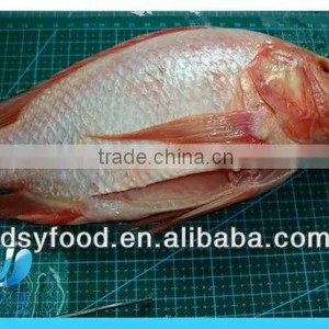 Frozen Fresh Red Tilapia Fish WR thumbnail-4