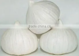 Solo Garlic thumbnail-1