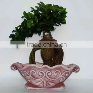 Ficus Ginseng Microcarpa Bonsai Tree Taiwan Ficus Banyan Fig Indoor Ornamental Plants Nursery thumbnail-1