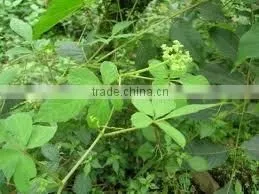 Gynostemma Plant Extract Powder thumbnail-1