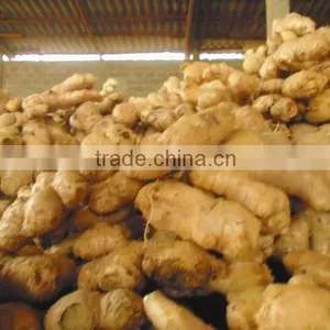 Ginger, Viet Nam Fresh Ginger, High Quality Ginger thumbnail-3