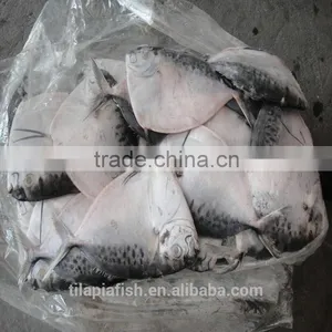 Fresh New Stock of Moonfish China Origin thumbnail-1