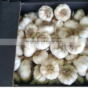 Takings Egyptian Garlic...dry Garlic With Best Quality thumbnail-3