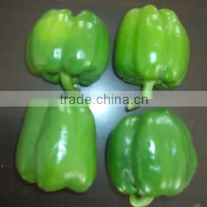 Chinese Fresh Pepper(export Standard) thumbnail-1