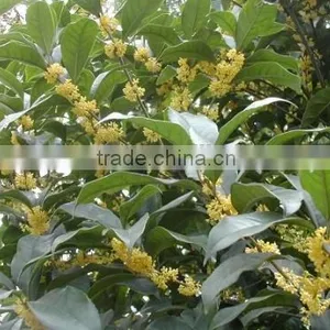 New Crop Sweet-Scented Osmanthus Fragrans Flower Tree Seeds For Planting thumbnail-4