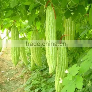 10% Charantin Bitter Melon Extract Powder thumbnail-3
