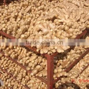 Chinese Fresh Air Dried Ginger thumbnail-4