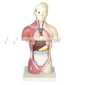 Human Torso thumbnail-1