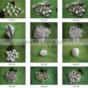 Sea Shell Conch Shell of Shell Animals thumbnail-4