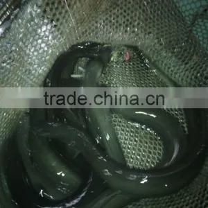 Live Eel (anguilla Rostrata) thumbnail-3