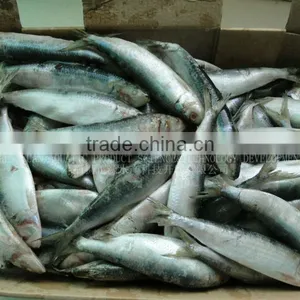 Frozen Sardines 60-70pcs/ctn thumbnail-1