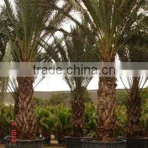 Phoenix Dactylifera "Date Plam" 5 Meters Plant Size thumbnail-1