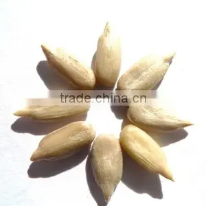 Sunflower Kernel thumbnail-1
