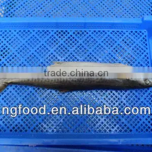 Fresh Mackerel Fish thumbnail-1