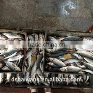 Frozen B Grade Trachurus Japonicus Seafood thumbnail-3